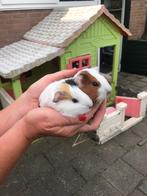 Cavia zeugjes 3 weken oud., Juni, Vrouwelijk, Cavia