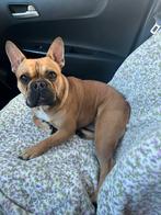 Enzo vermist – onze Franse buldog onterecht verkocht, Dieren en Toebehoren, Vermiste en Gevonden Dieren