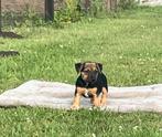Mooi sociale JackRussel pups, Dieren en Toebehoren, Honden | Jack Russells en Terriërs, Jack Russell Terriër, 8 tot 15 weken, CDV (hondenziekte)