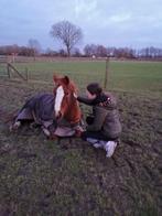 Stalhulp aangeboden, Dieren en Toebehoren, Ophalen of Verzenden, Zo goed als nieuw