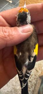 Te koop klein putter, Vrouwelijk, Wildzangvogel