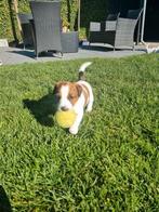 Jackrussell terrier pups ruwhaar/broken coat, Dieren en Toebehoren, Honden | Jack Russells en Terriërs, Jack Russell Terriër, 8 tot 15 weken