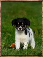 Schattige kruising friese stabij pups mogen verhuizen, Dieren en Toebehoren, Honden | Retrievers, Spaniëls en Waterhonden, Overige rassen