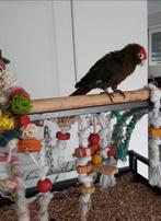 Vakantie oppas voor vogels en kleine huisdieren aangeboden, Dieren en Toebehoren, Vogels | Parkieten en Papegaaien, Meerdere dieren
