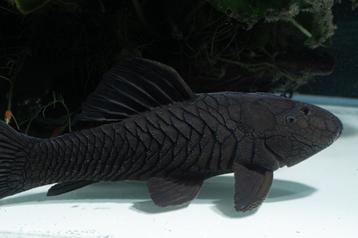 Rhinelepis aspera pleco beschikbaar voor biedingen