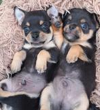 Chihuahua mini pups reutjes, Dieren en Toebehoren, Reu, 8 tot 15 weken, Meerdere, Chihuahua