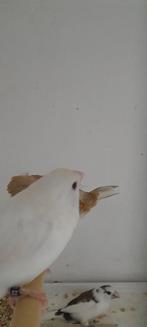 Japansemeeuwtjes witte Japansemeeuwen, Dieren en Toebehoren, Vogels | Overige Vogels, Meerdere dieren, Tropenvogel