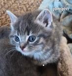 Kittens Britsekorthaar x Europesekorthaar x maine coon, Dieren en Toebehoren, Katten en Kittens | Raskatten | Korthaar, Ontwormd
