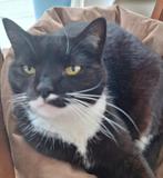 Katjes met ieder een eigen karakter zoeken nieuw baasje, Dieren en Toebehoren, Katten en Kittens | Dekkaters