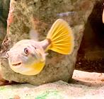 Kogelvis Tetraodon lineatus Fahaka zie omschrijving., Vis, Zoetwatervis