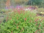 Persicaria amplexicaulis ' (duizendknoop), Ophalen, Zomer, Vaste plant, Volle zon