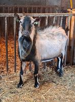 Hoornloze grote bok, Dieren en Toebehoren, Schapen, Geiten en Varkens, Mannelijk, Geit, 3 tot 5 jaar