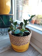 Bonsai plant in mandje, Ophalen, Halfschaduw, Minder dan 100 cm