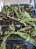 Asplenium trichomanes v. quadrivalens, Tuin en Terras, Planten | Tuinplanten, Ophalen of Verzenden, Vaste plant, Varens, Halfschaduw