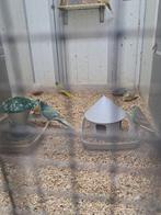 Diverse kakarikies, Dieren en Toebehoren, Vogels | Parkieten en Papegaaien, Meerdere dieren, Parkiet