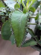 15 Bladstekjes voor 3,50 Mother of Thousands, Ophalen of Verzenden, Halfschaduw, Minder dan 100 cm