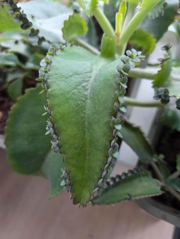 15 Bladstekjes voor 3,50 Mother of Thousands beschikbaar voor biedingen