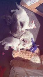 Lieve vrouwelijke kittens (Britse Korthaar  Turkse Angora), Dieren en Toebehoren, Katten en Kittens | Raskatten | Langhaar, Poes