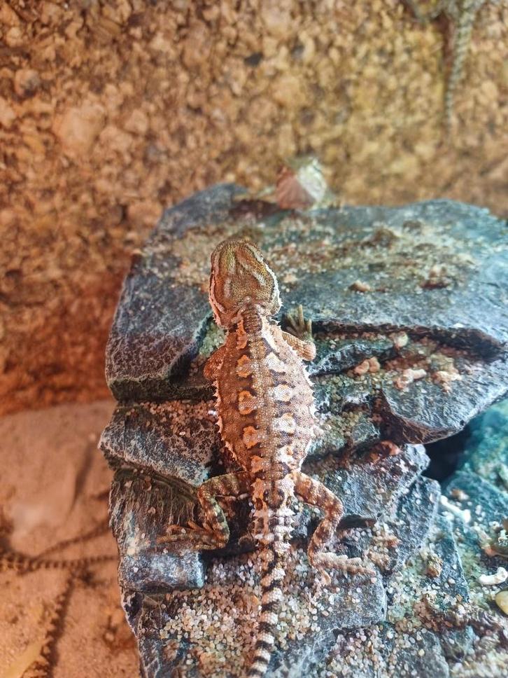 DwergBaardagamen (Pogona henrylawsoni Rankin's dragon)