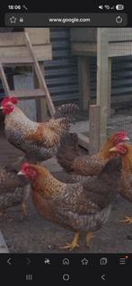 Gezocht broedeieren Bielefelder groot, Geslacht onbekend, Kip