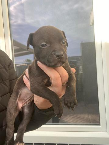 Prachtig nest pitbull terriër pups! beschikbaar voor biedingen