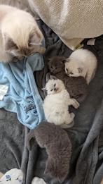 Heilig birmaan x Scottish fold kitten wit grijs Blue Point, Dieren en Toebehoren, Katten en Kittens | Raskatten | Korthaar, Ontwormd
