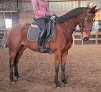 Superbraaf 8 jr familie-recreatie-manege paard 1,64 mtr, B, Gechipt, Ruin, 7 tot 10 jaar
