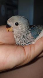 ⚠️️2 handtamme agapornis roseicollis babys ♂️♀ter reservatie, Meerdere dieren, Dwergpapegaai of Agapornis, Geringd