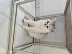 BRITS KORTHAAR FOKPOES TE KOOP, 0 tot 2 jaar