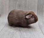 Cavia beer 3, Cavia, Mannelijk, Tam, Oktober
