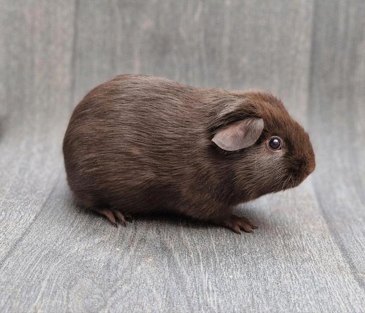 Cavia beer 3, Dieren en Toebehoren, Knaagdieren, Mannelijk, Cavia, Oktober, Tam