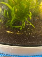 Yellow neon blackstripe garnalen, Kreeft, Krab of Garnaal