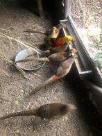 3Jonge fazanten  €15.00, Dieren en Toebehoren, Mannelijk, Eend