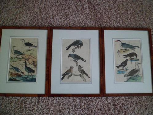 oude handgekleurde vogelplaten in prachtige lijsten, Antiek en Kunst, Kunst | Etsen en Gravures, Ophalen of Verzenden