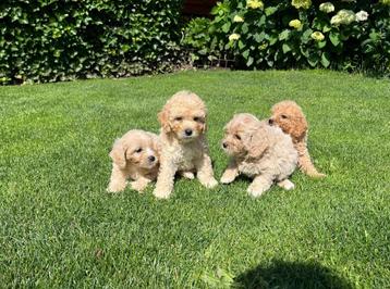 Maltipoo (Maltezer x Poedel) pups beschikbaar voor biedingen