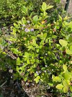 blauwe bessen plant Duke, Ophalen, Minder dan 100 cm, Overige soorten, Zomer