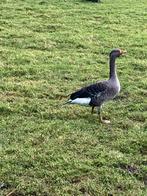 Mooie grauwe gans aangeboden, Dieren en Toebehoren, Pluimvee, Geslacht onbekend, Gans of Zwaan