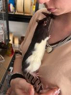Laatste 2 tamme ratten ratjes rittens mannen. Zsm ophalen, Dieren en Toebehoren, Knaagdieren, Rat, Maart, Mannelijk, Tam