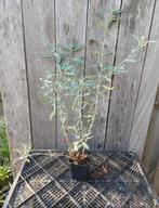 Caryopteris Heavenly Blue - Blauwe Spirea P9, Ophalen of Verzenden, Overige soorten, Struik, Minder dan 100 cm