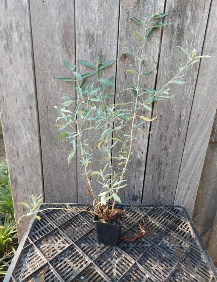 Caryopteris Heavenly Blue - Blauwe Spirea P9, Tuin en Terras, Planten | Struiken en Hagen, Struik, Overige soorten, Minder dan 100 cm