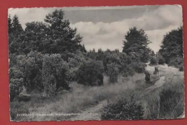Duitsland - Eversberg, Sauerland - Wacholderheide - 1962, Verzamelen, Ansichtkaarten | Buitenland, Gelopen, Duitsland, 1960 tot 1980