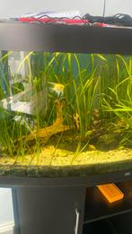 aquarium vissen zsm weg, Dieren en Toebehoren, Ophalen of Verzenden, Zo goed als nieuw, Gevuld zoetwateraquarium