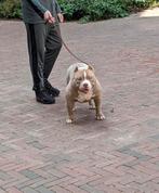 American bully pocket reu, Particulier, Rabiës (hondsdolheid), 15 weken tot 1 jaar, Buitenland