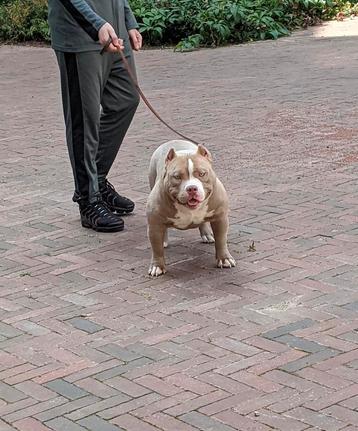 American bully pocket reu beschikbaar voor biedingen