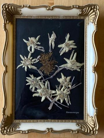 Antiek schilderijtje met gedroogde Edelweiss bloemen zgan beschikbaar voor biedingen