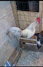 Lakenvelder krielhaan, Dieren en Toebehoren, Pluimvee, Mannelijk, Kip