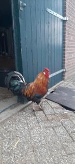 2 mooie hanen, Dieren en Toebehoren, Pluimvee | Toebehoren, Ophalen, Zo goed als nieuw, Kippenhok of Kippenren