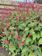 Persicaria, Ophalen of Verzenden, Zomer, Volle zon