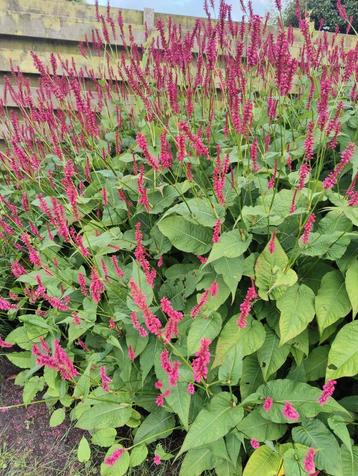 Persicaria beschikbaar voor biedingen