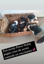 friese stabij pups. Mogen direct weg, Dieren en Toebehoren, 8 tot 15 weken, Meerdere, Meerdere dieren, Middel